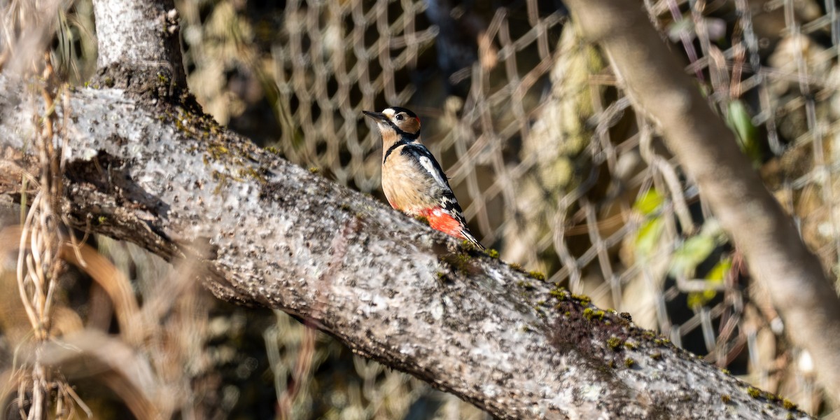 Great Spotted Woodpecker - ML647744003