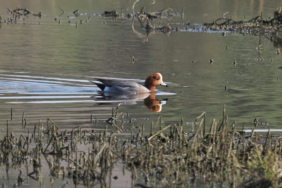 Eurasian Wigeon - ML647744004