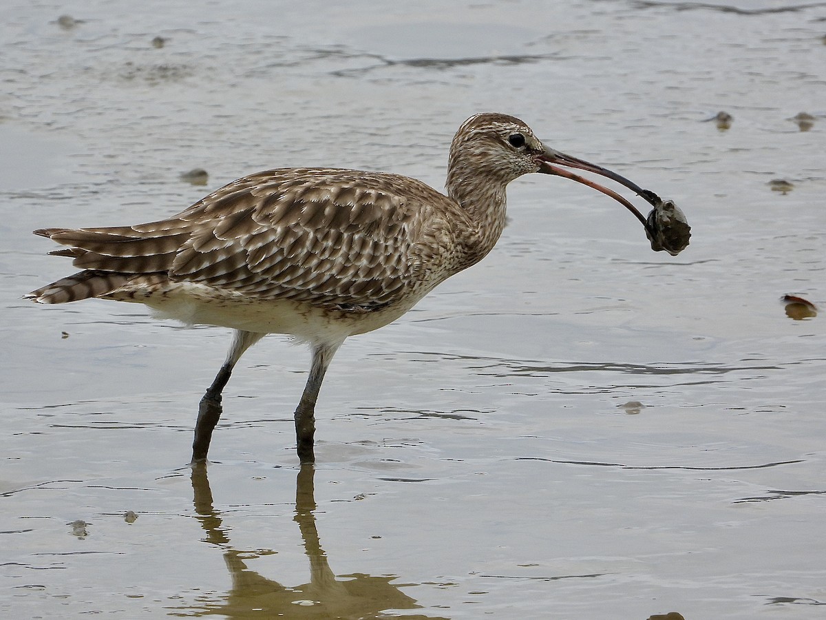 Eurasian Whimbrel - ML647744005