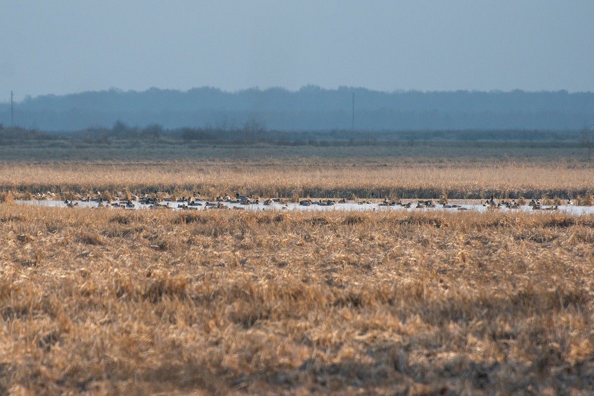 Mallard - ML647744008