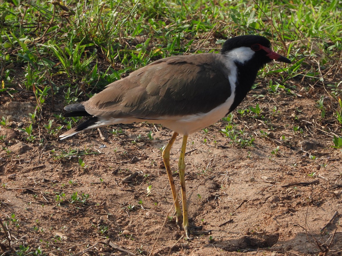 Red-wattled Lapwing - ML647744009
