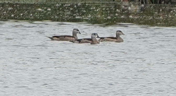 Cotton Pygmy-Goose - ML647744012
