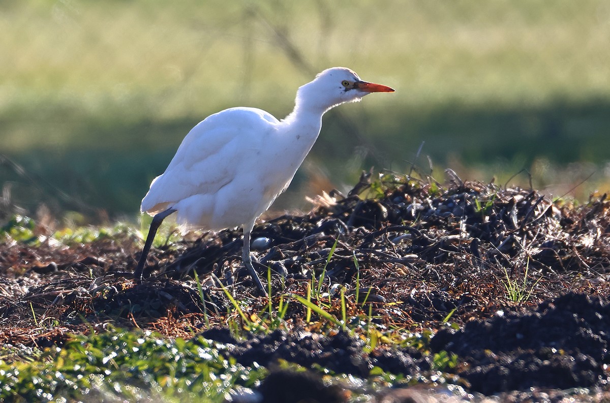 Western Cattle-Egret - ML647744013