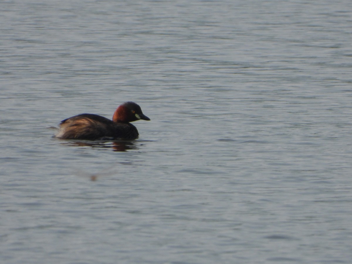 Little Grebe - ML647744014