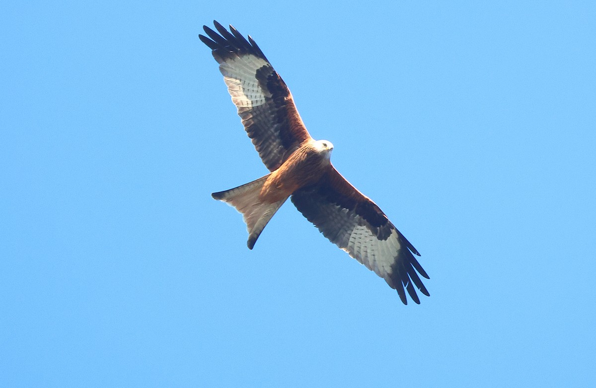 Red Kite (Red) - ML647744015