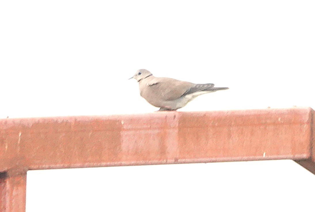 Red Collared-Dove - ML647744016