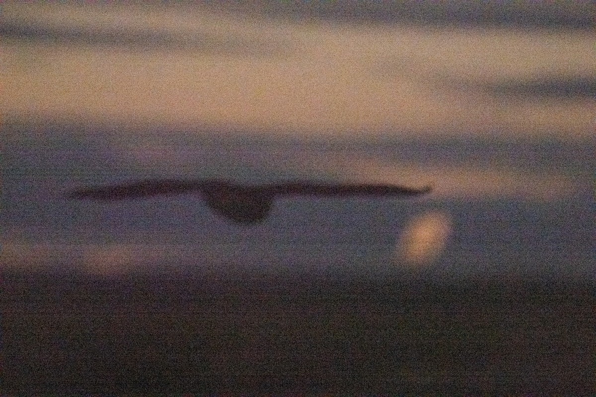 Great Horned Owl - ML647744018