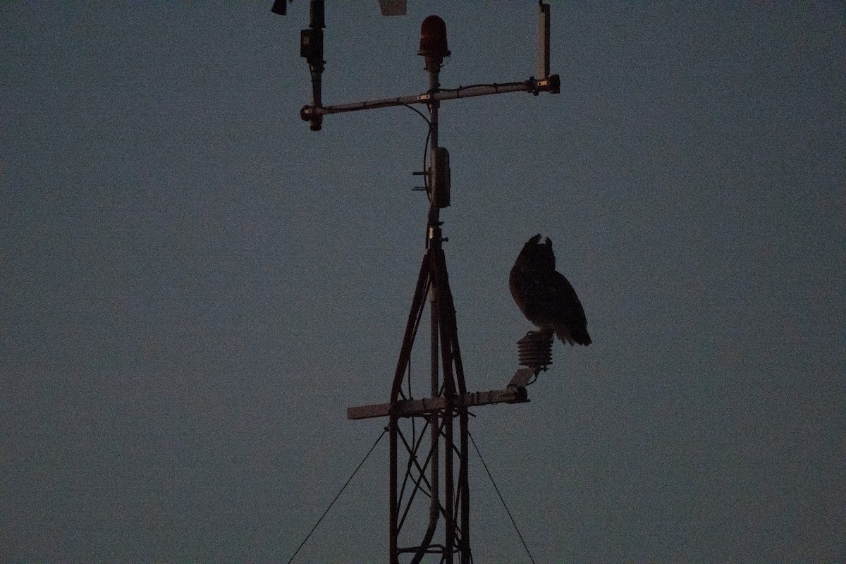 Great Horned Owl - ML647744019