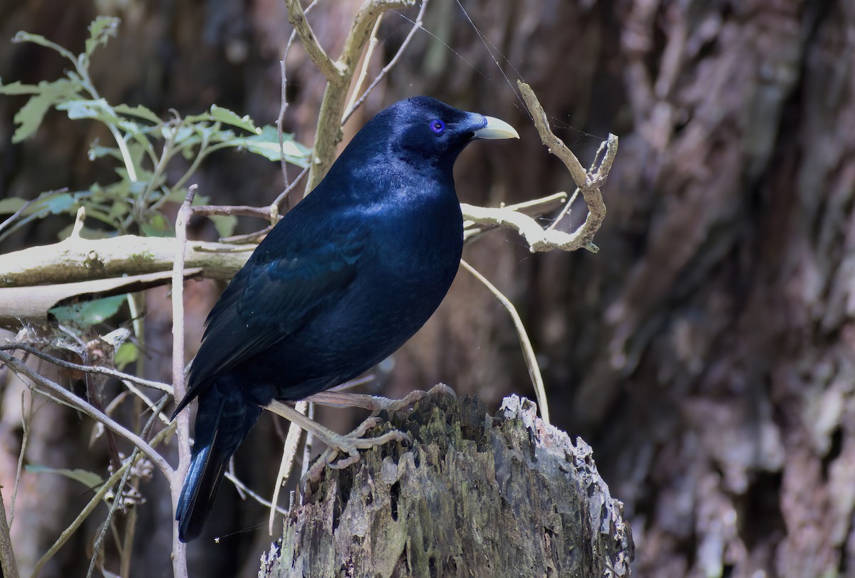 Satin Bowerbird - ML647744020