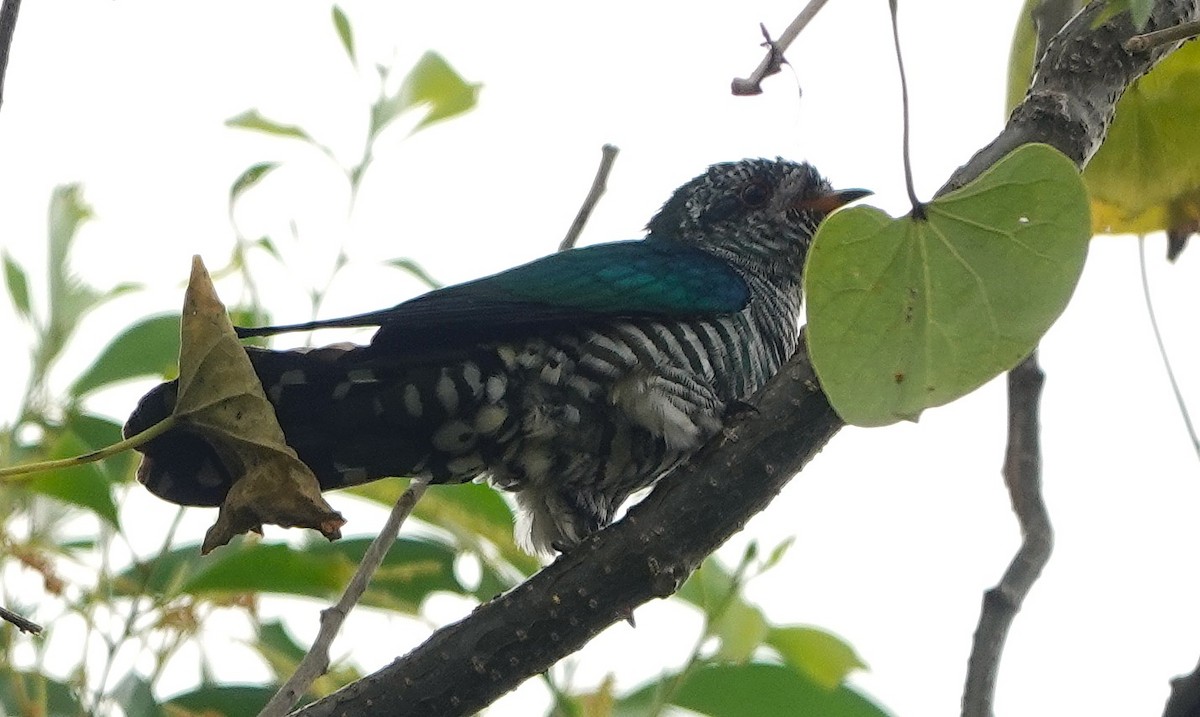 Asian Emerald Cuckoo - ML647744021