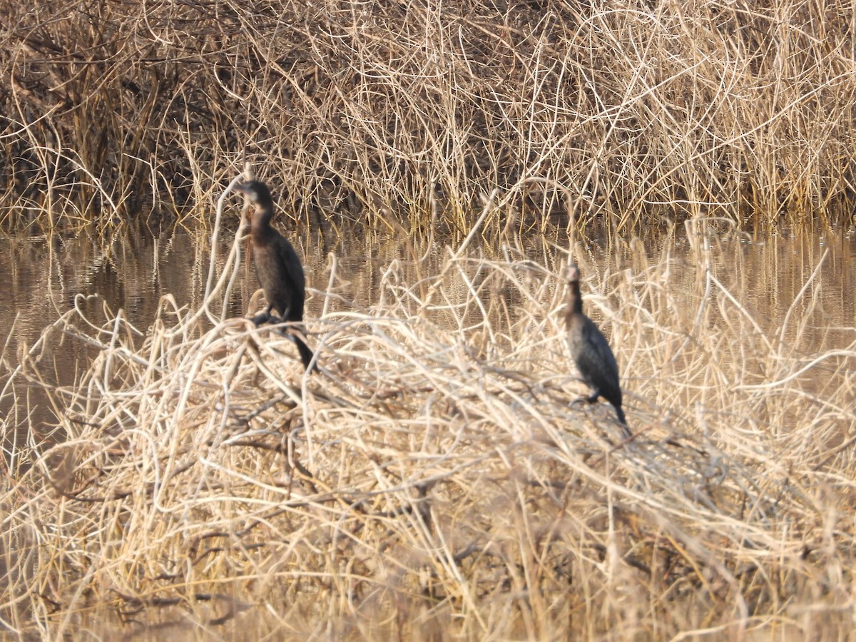 Little Cormorant - ML647744023