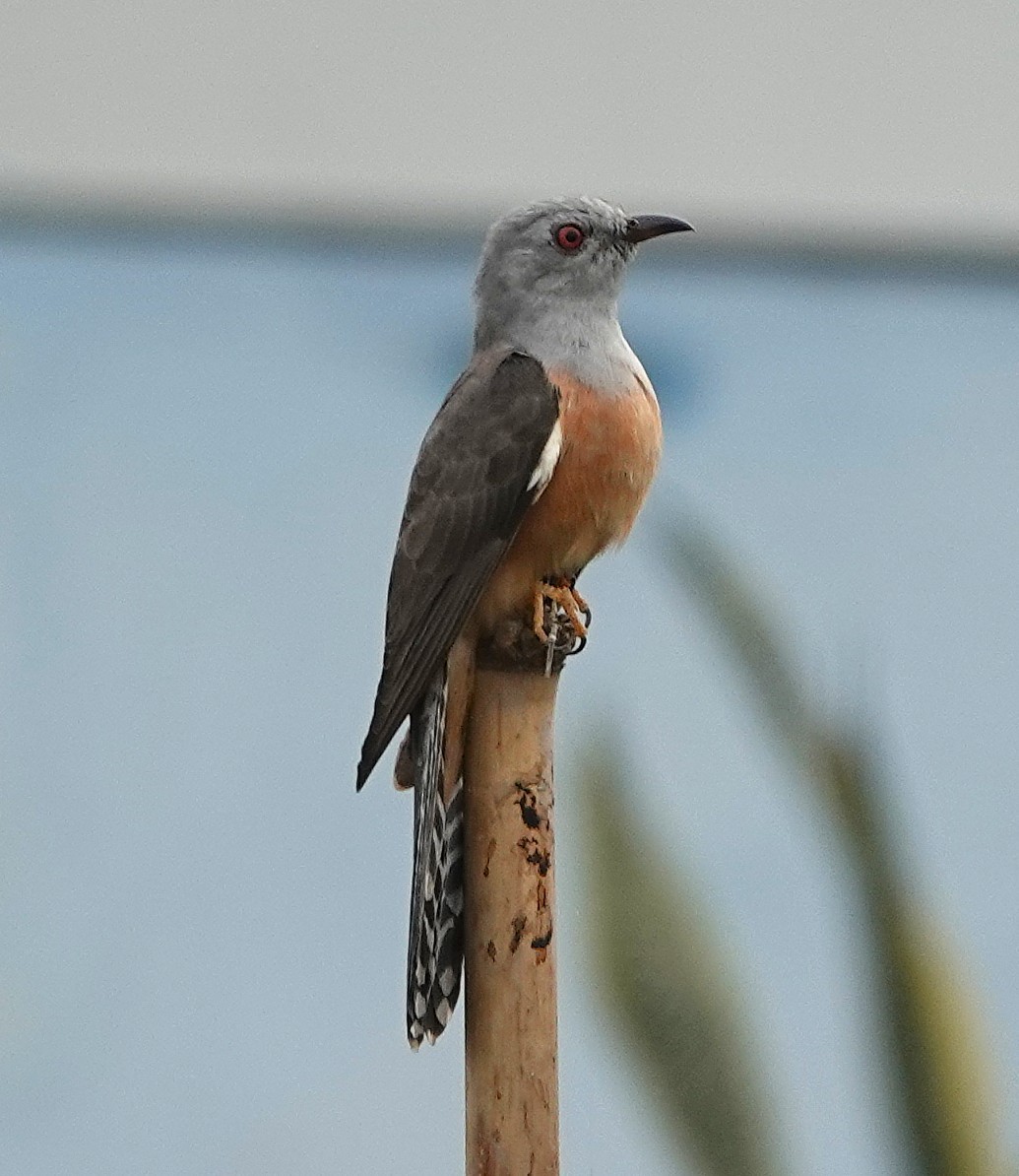 Plaintive Cuckoo - ML647744024