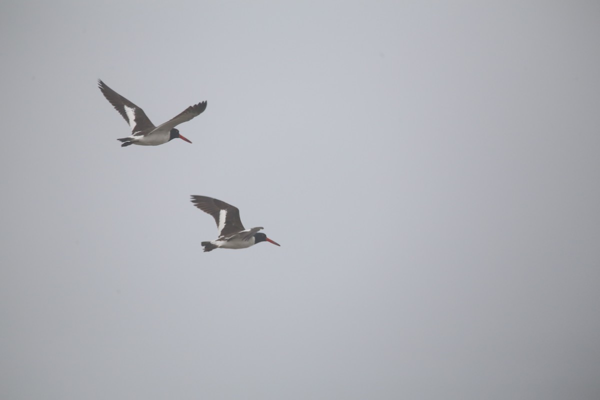American Oystercatcher - ML647744025