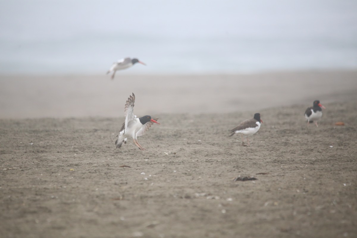 American Oystercatcher - ML647744026