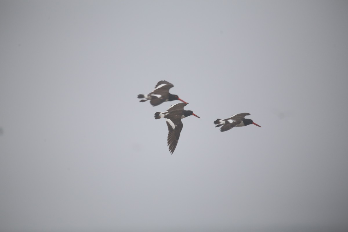 American Oystercatcher - ML647744027