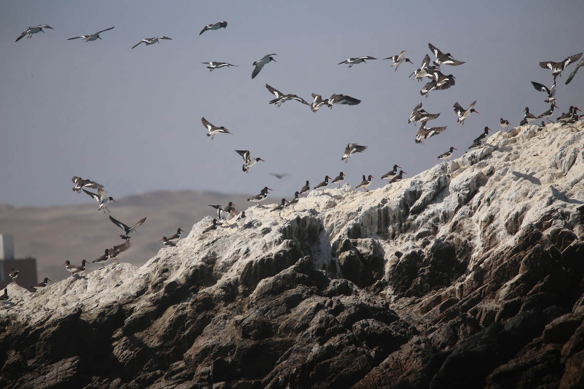 American Oystercatcher - ML647744028