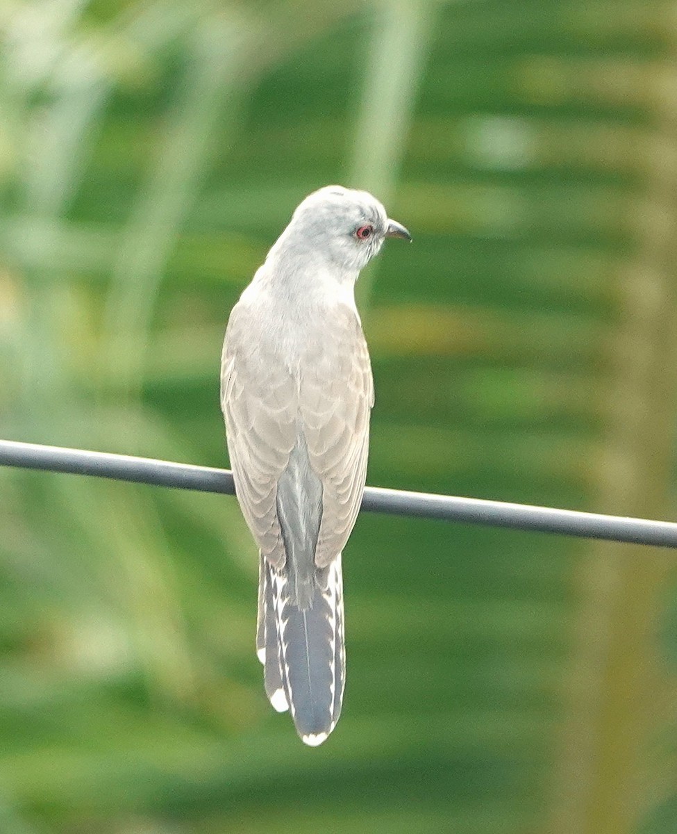 Plaintive Cuckoo - ML647744029