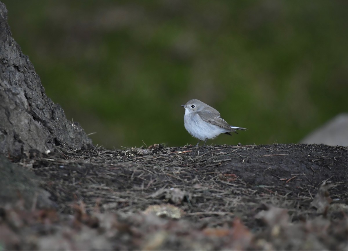 Taiga Flycatcher - ML647744030