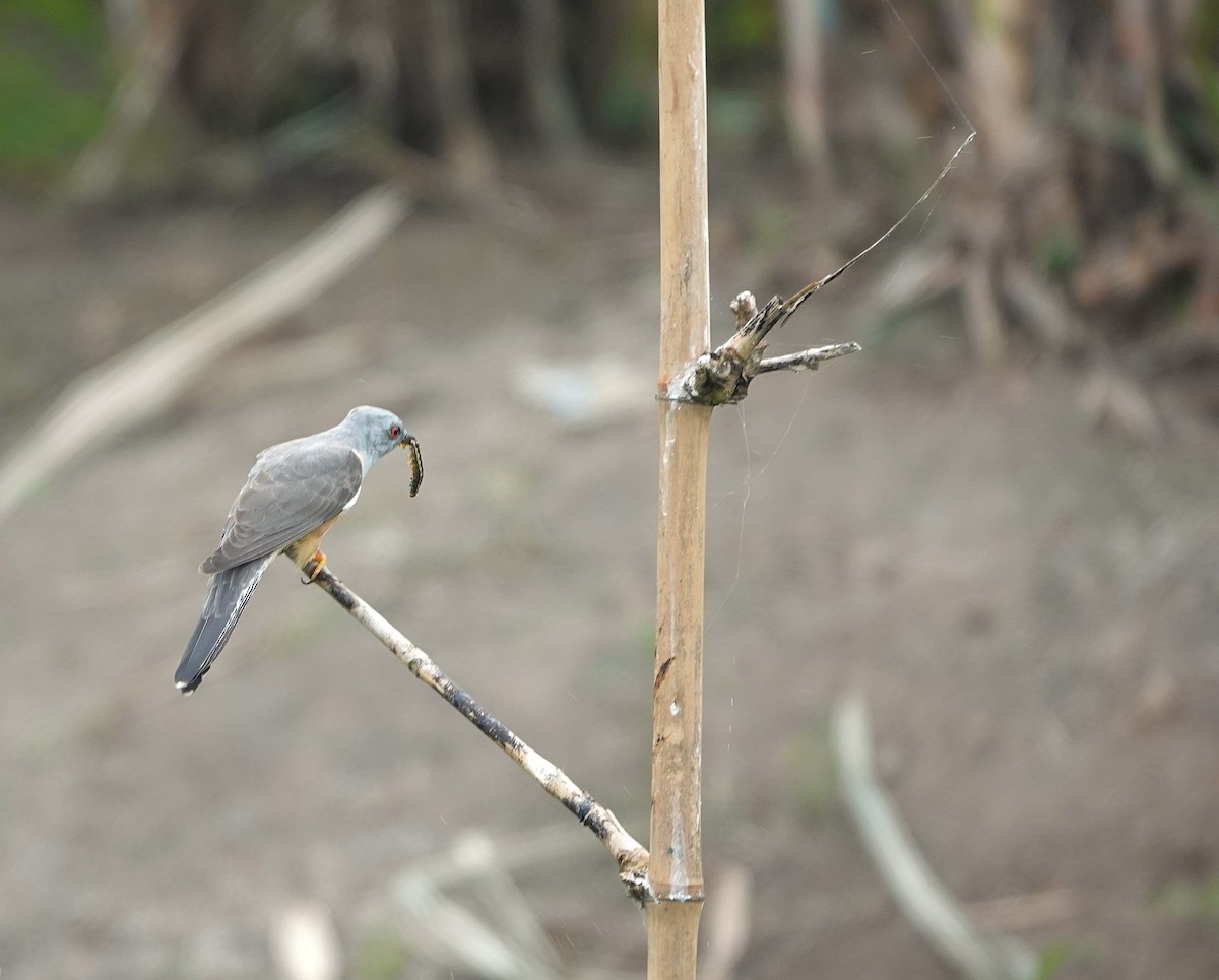 Plaintive Cuckoo - ML647744031