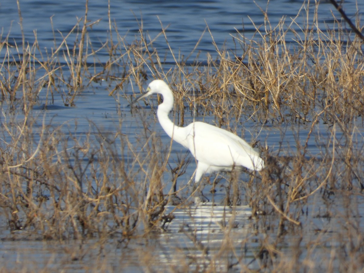Little Egret - ML647744032