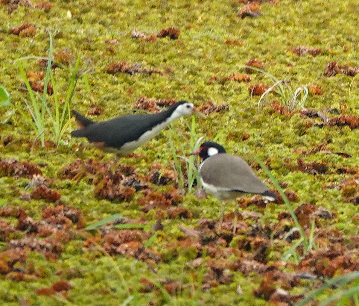 White-breasted Waterhen - ML647744033