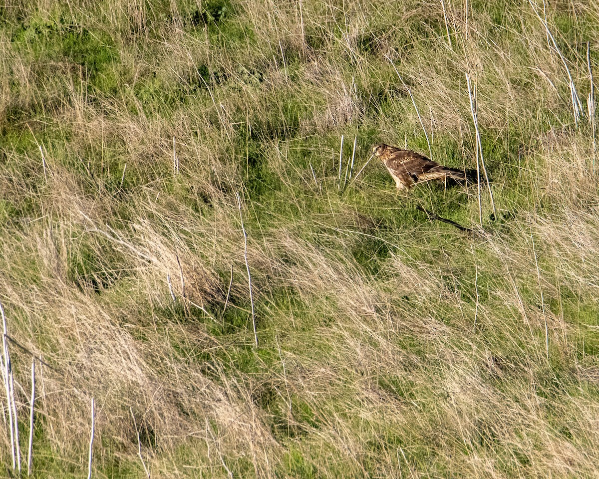 Red-tailed Hawk - ML647744034