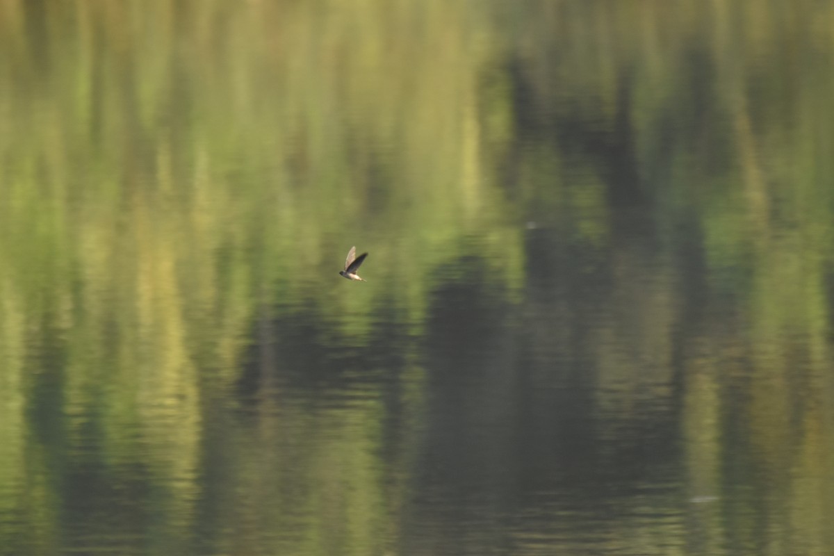 White-nest Swiftlet - ML647744040