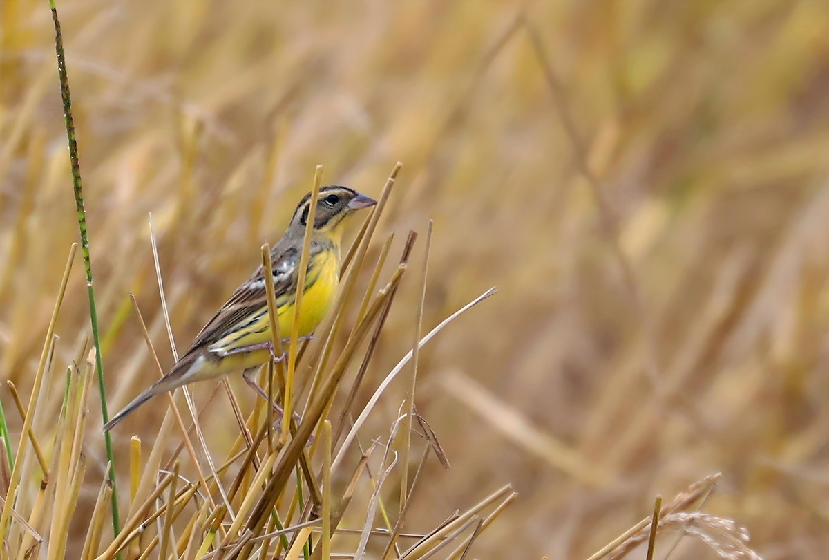 Yellow-breasted Bunting - ML647744041
