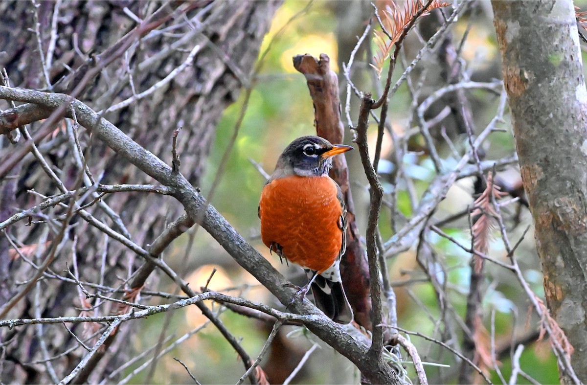American Robin - ML647744042