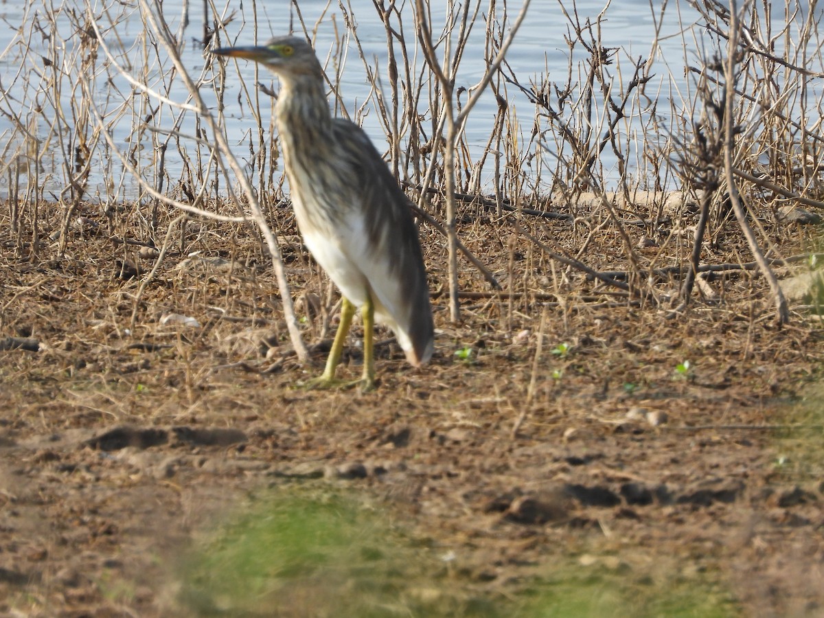 Indian Pond-Heron - ML647744048