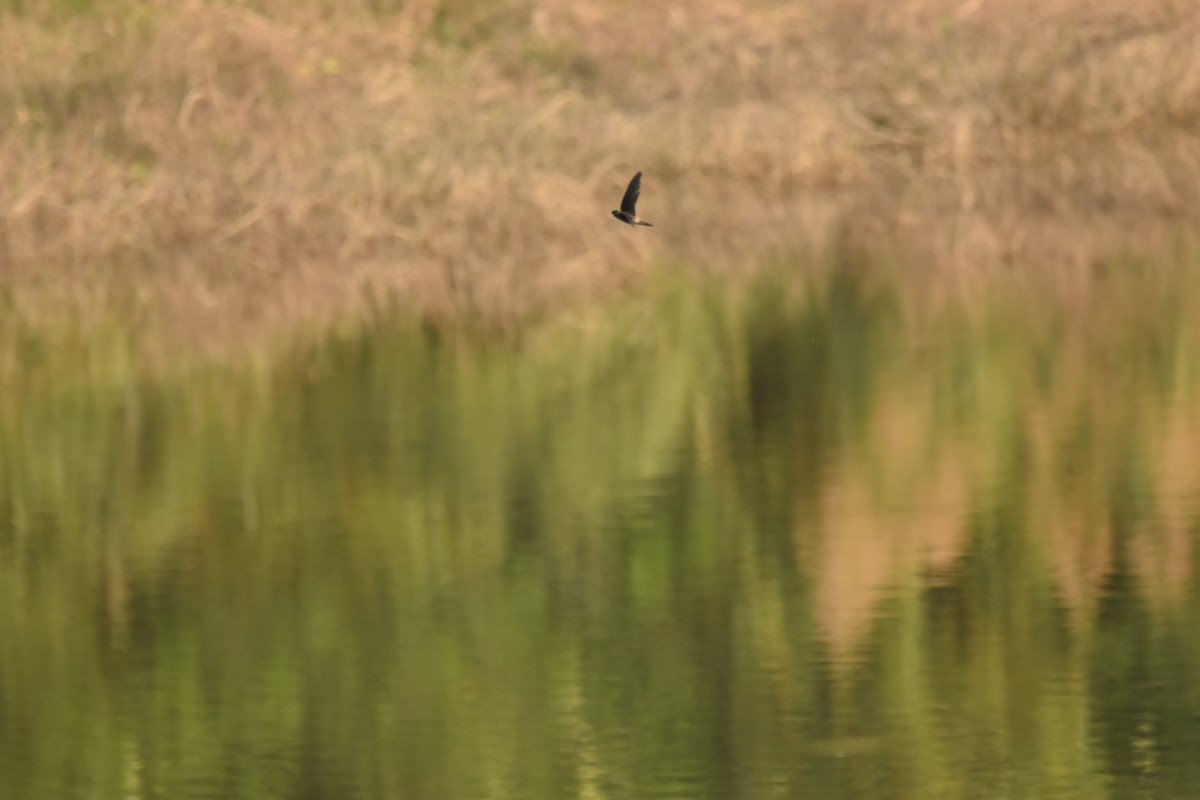 White-nest Swiftlet - ML647744049