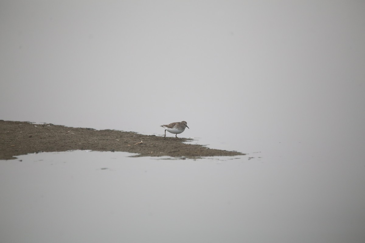 Least Sandpiper - ML647744050