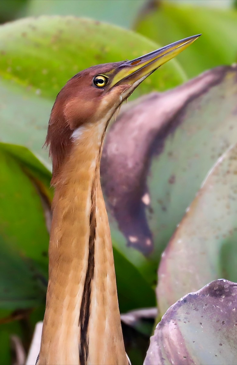 Cinnamon Bittern - ML647744052