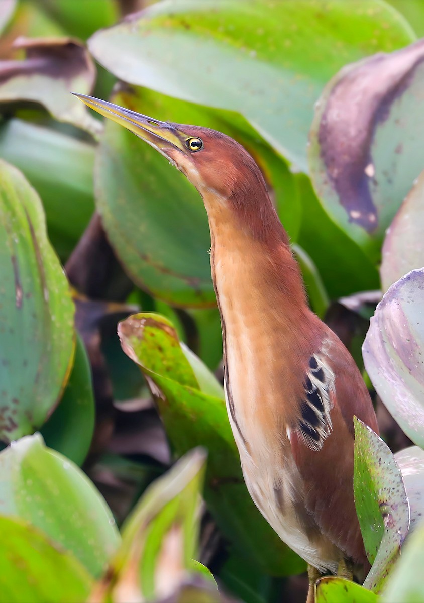 Cinnamon Bittern - ML647744053