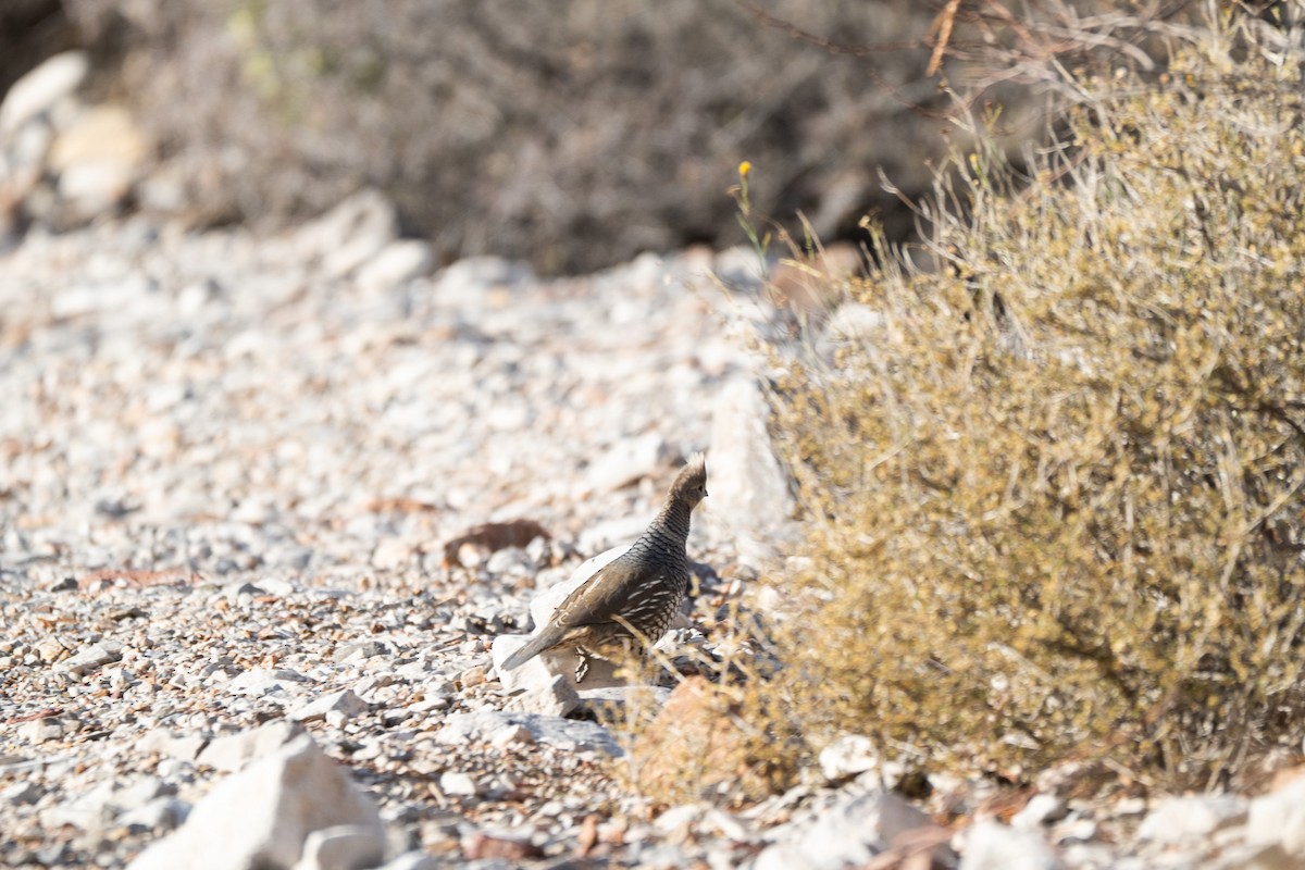 Scaled Quail - ML647744054