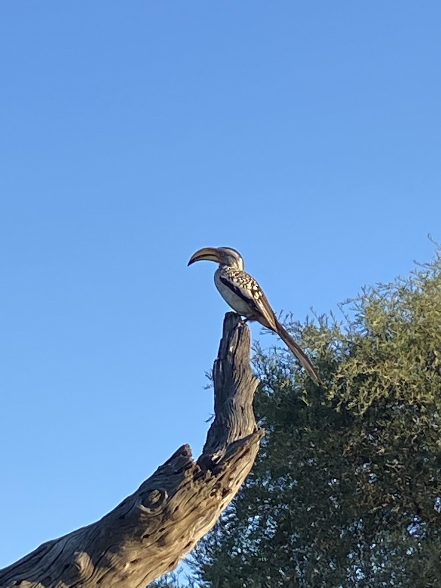 Southern Yellow-billed Hornbill - ML647744056