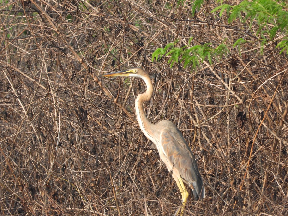 Purple Heron - ML647744058
