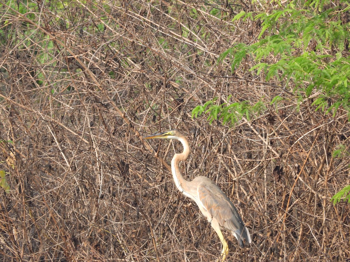 Purple Heron - ML647744060
