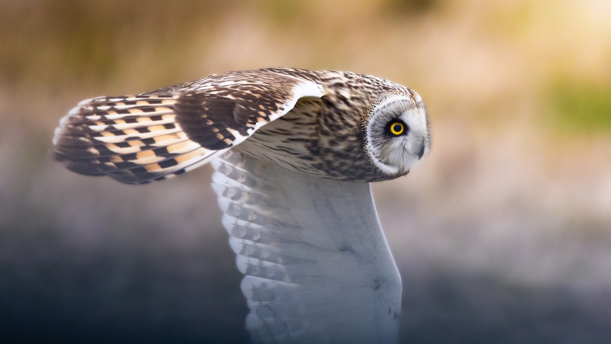 ינשוף שדות - ML647744061