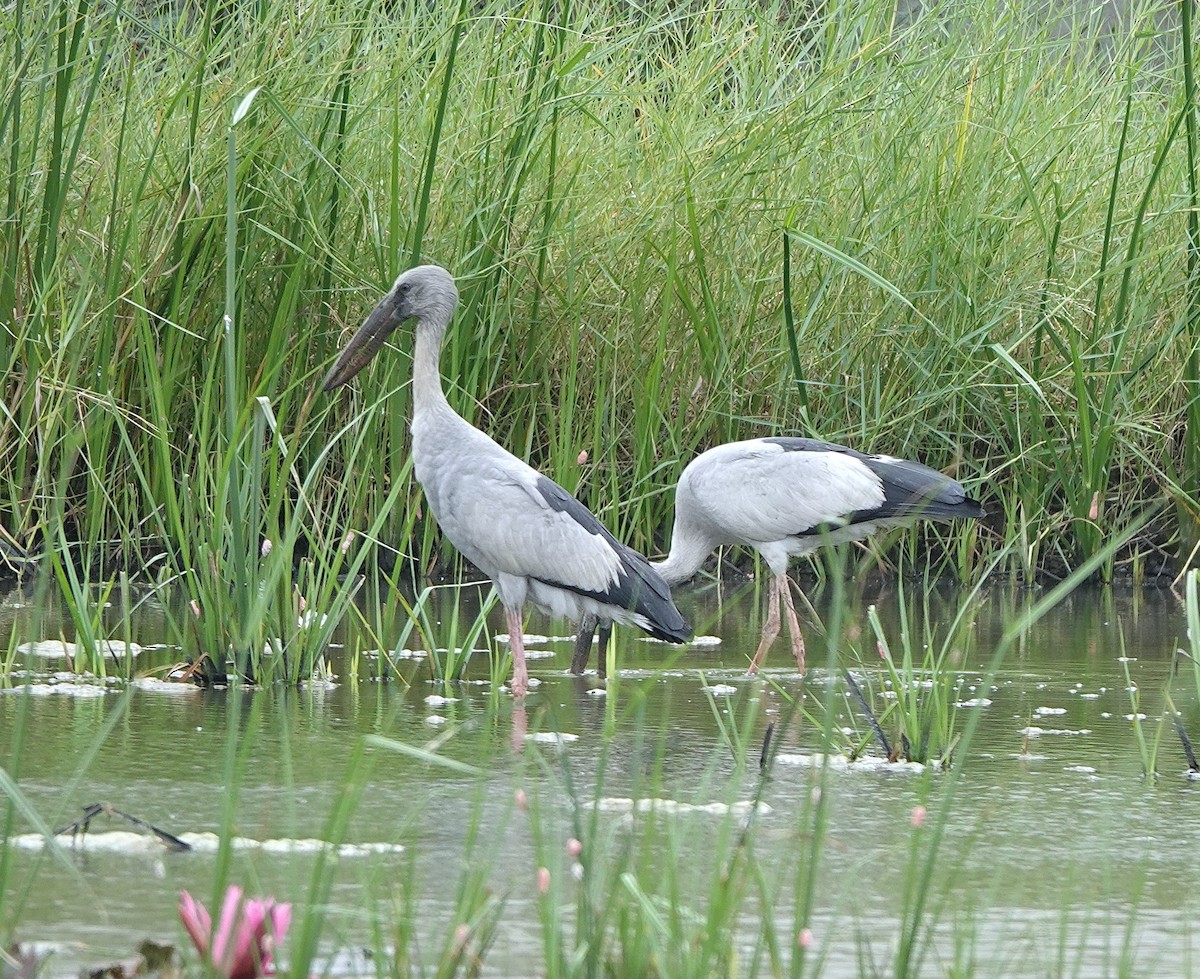 Asian Openbill - ML647744062