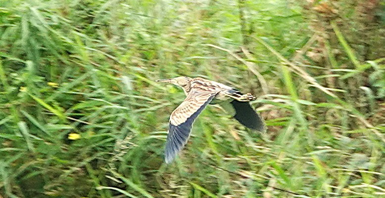 Yellow Bittern - ML647744063