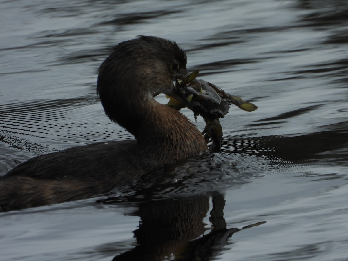 Pied-billed Grebe - ML647744064