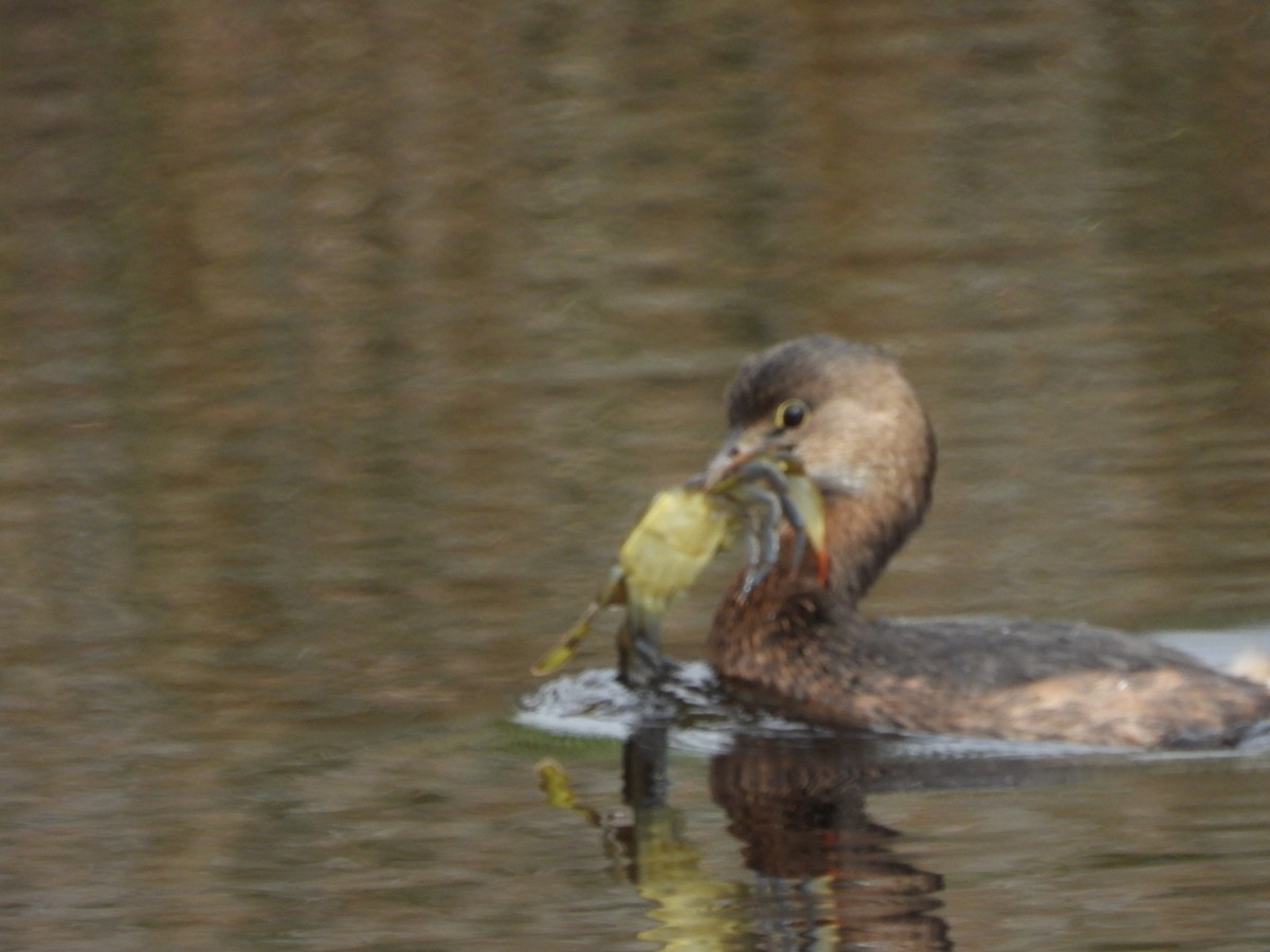 Pied-billed Grebe - ML647744065