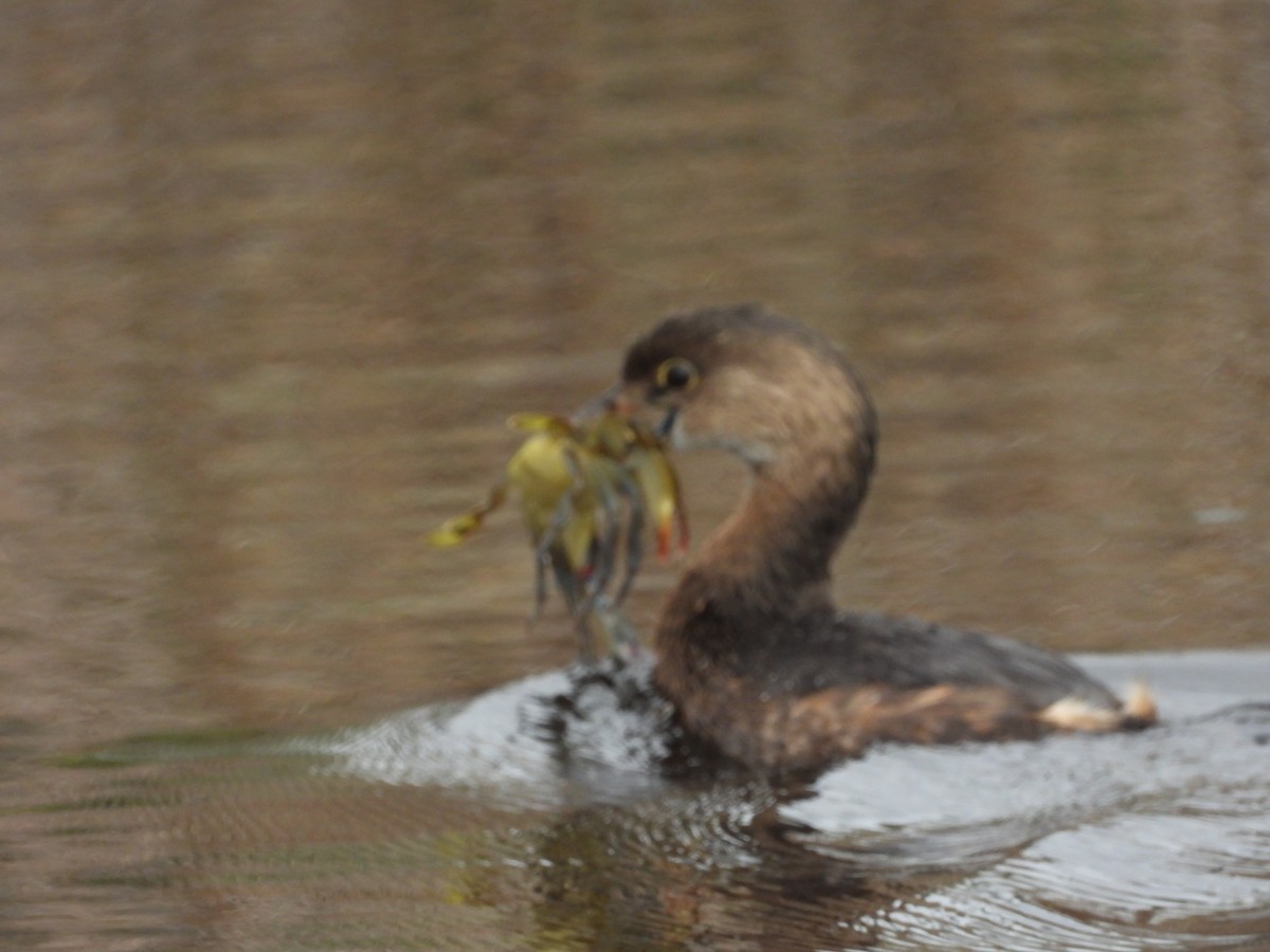 Pied-billed Grebe - ML647744067