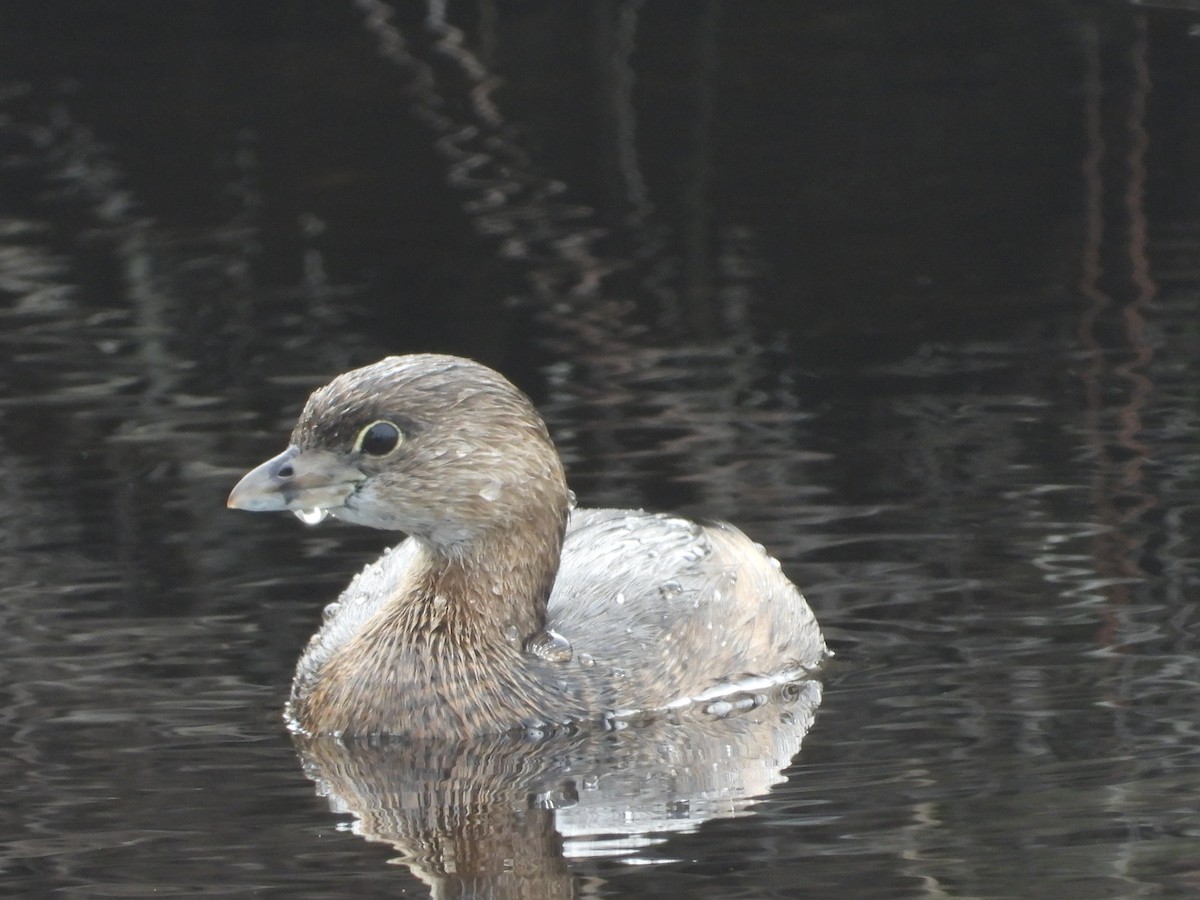 Pied-billed Grebe - ML647744068