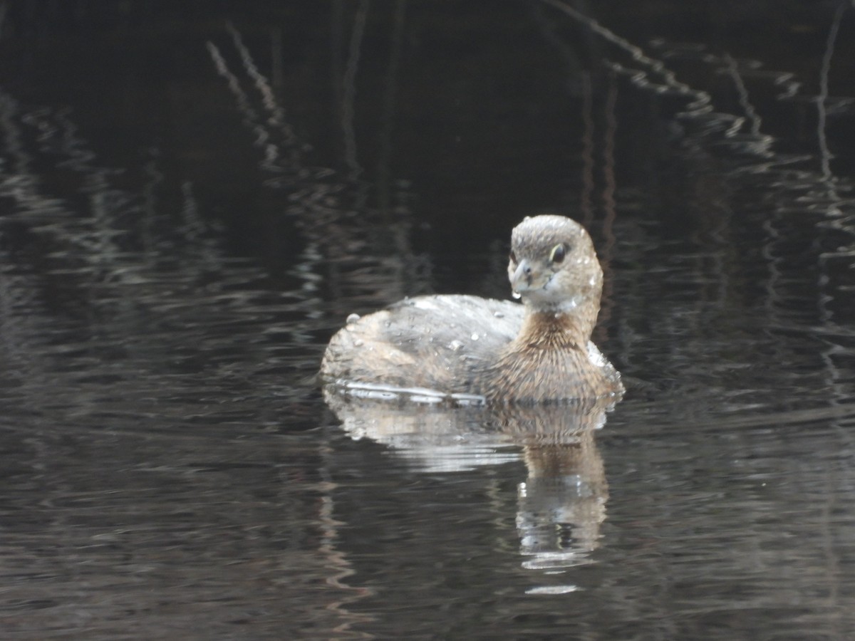 Pied-billed Grebe - ML647744069