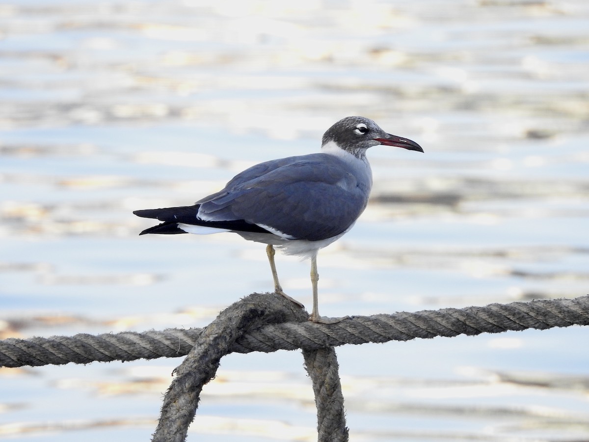 White-eyed Gull - ML647744078