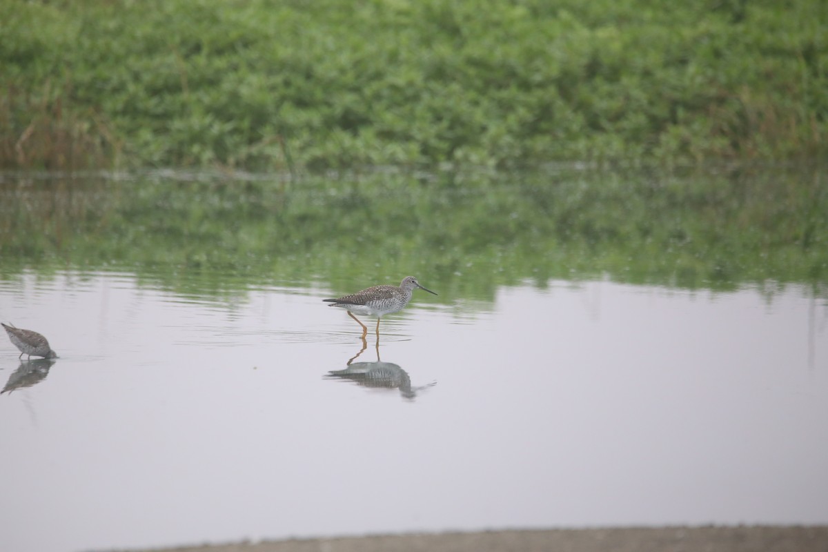 Lesser Yellowlegs - ML647744083