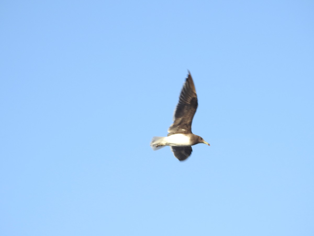 Sooty Gull - ML647744084