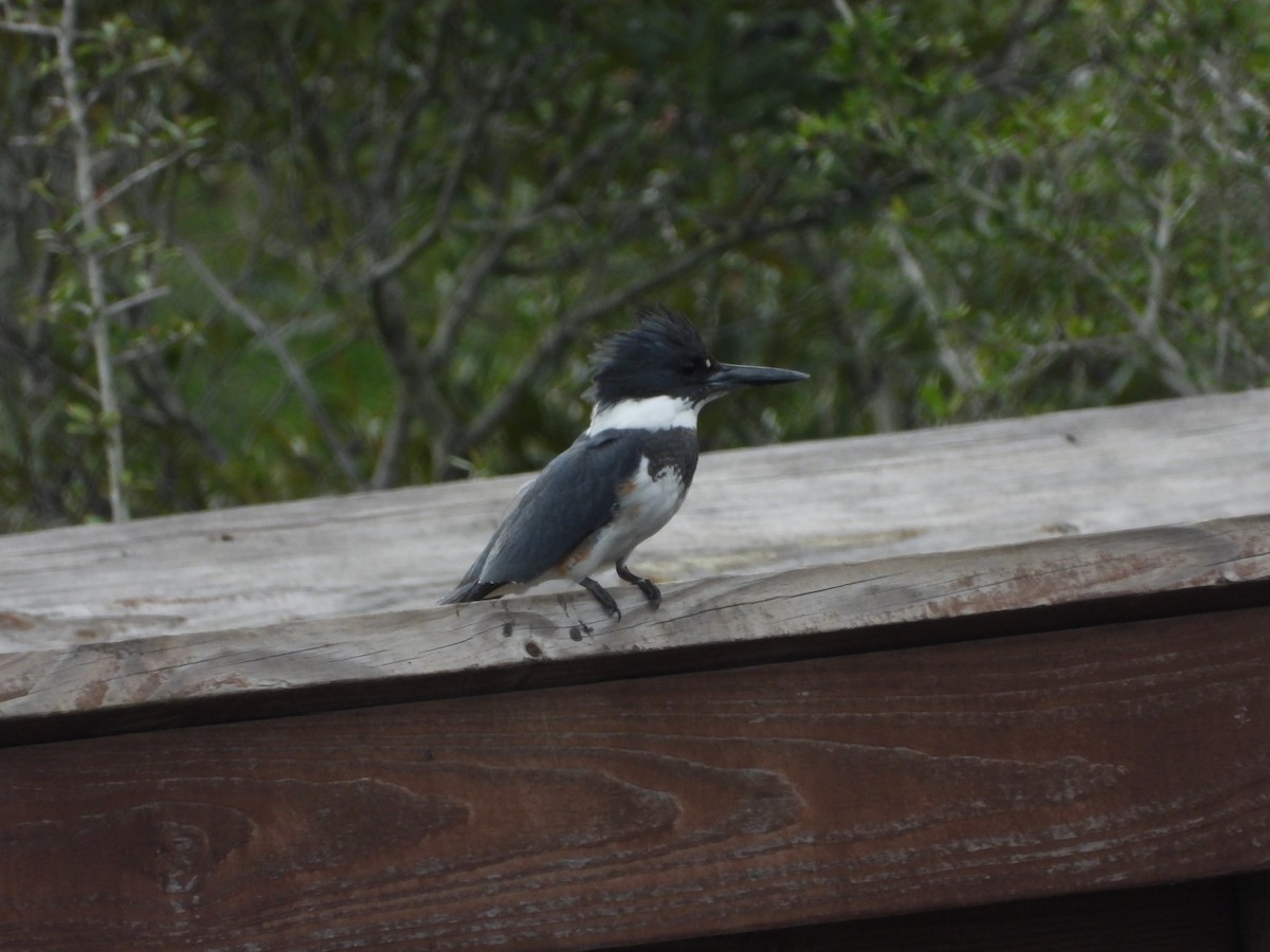 Belted Kingfisher - ML647744086